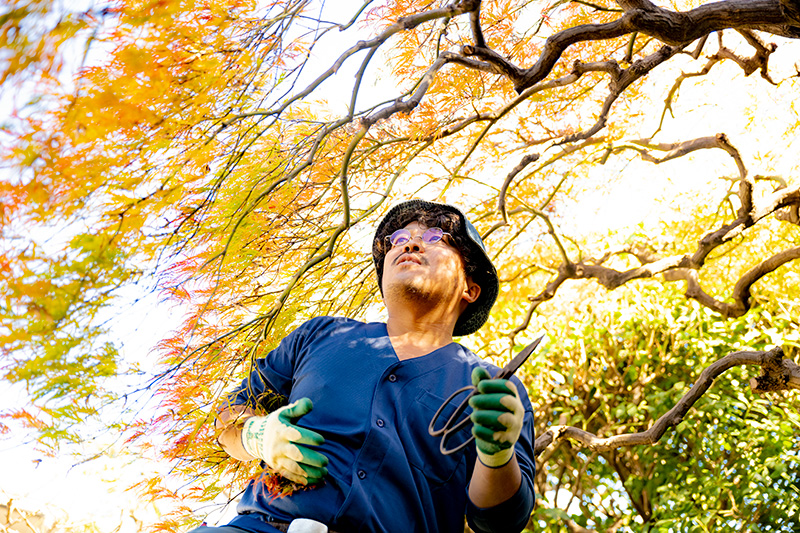 紅葉を手入れする望月様