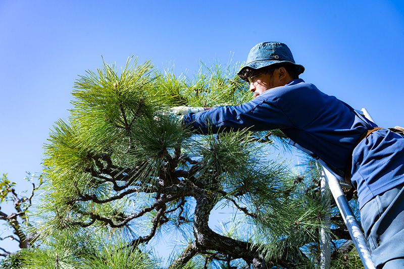 松の剪定(高所)