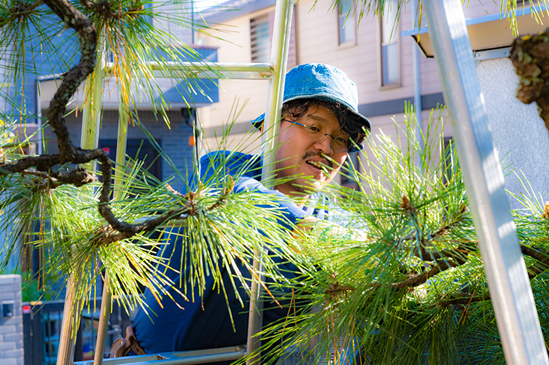 松の剪定（低所）