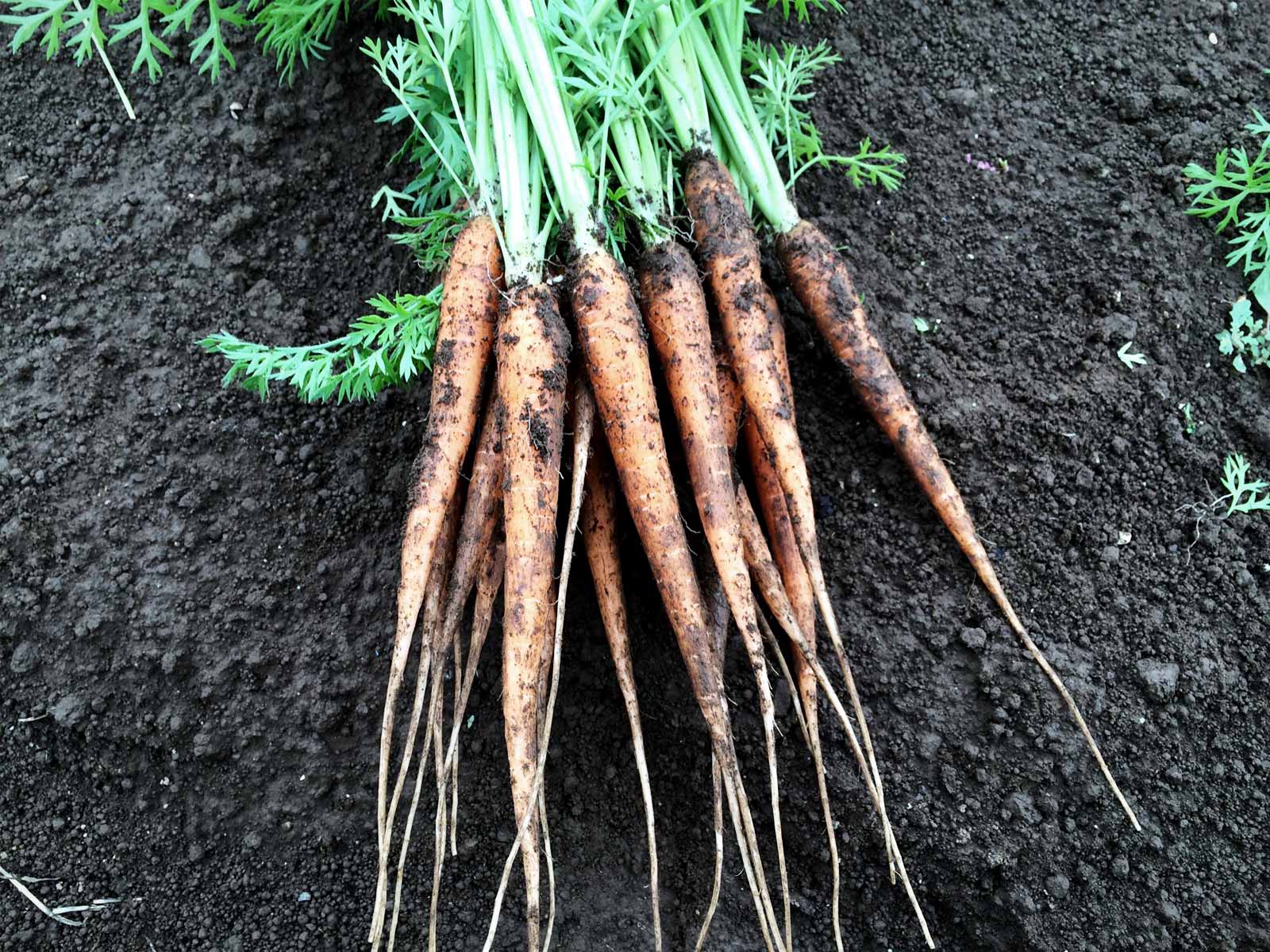 出荷する野菜は洗うべきか洗わざるべきか。タケイファームが野菜を洗わない理由。