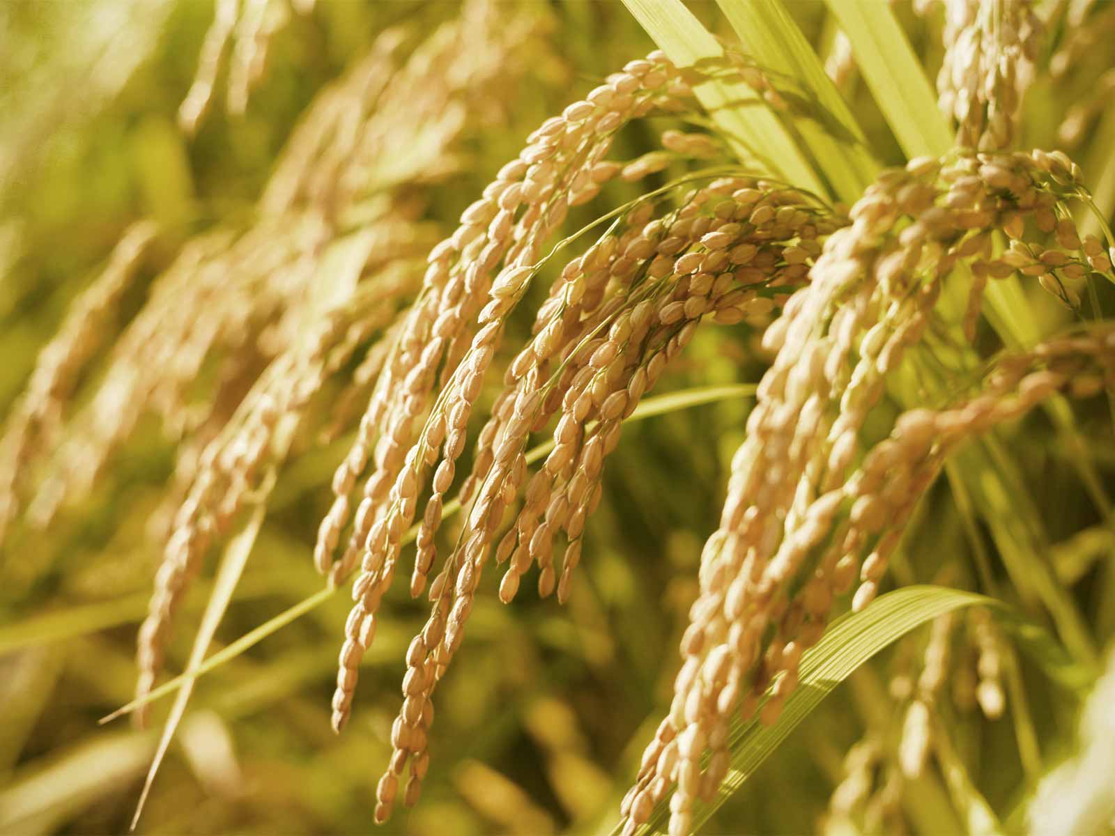 「令和の米騒動」は収入保険制度で解決！