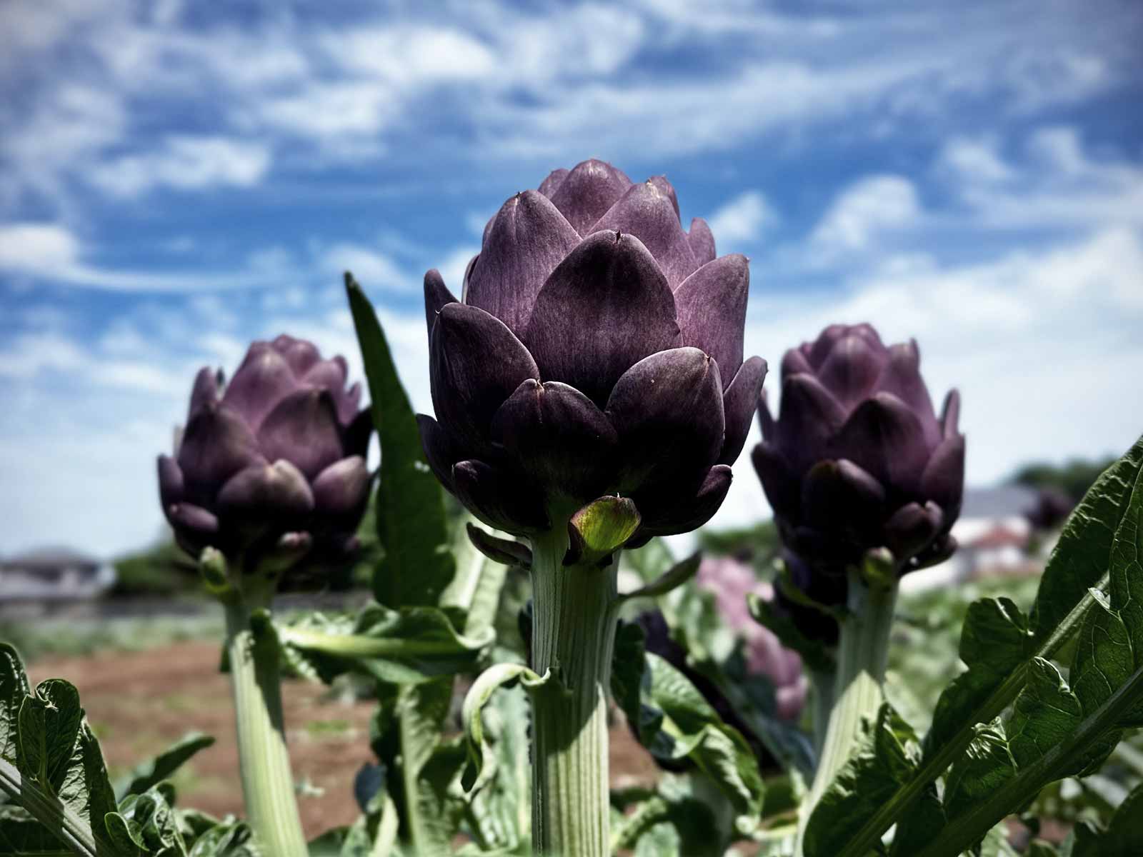 誰にでもできる！スマホで簡単、野菜の撮り方で売上倍増！
